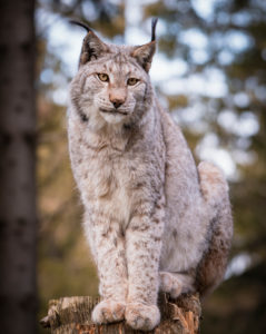 Lynx, lynx, predator (Carnivora) Bavaria, Germany, Europe Lynx, lynx, predator (Carnivora) Bavaria, Germany, Europe